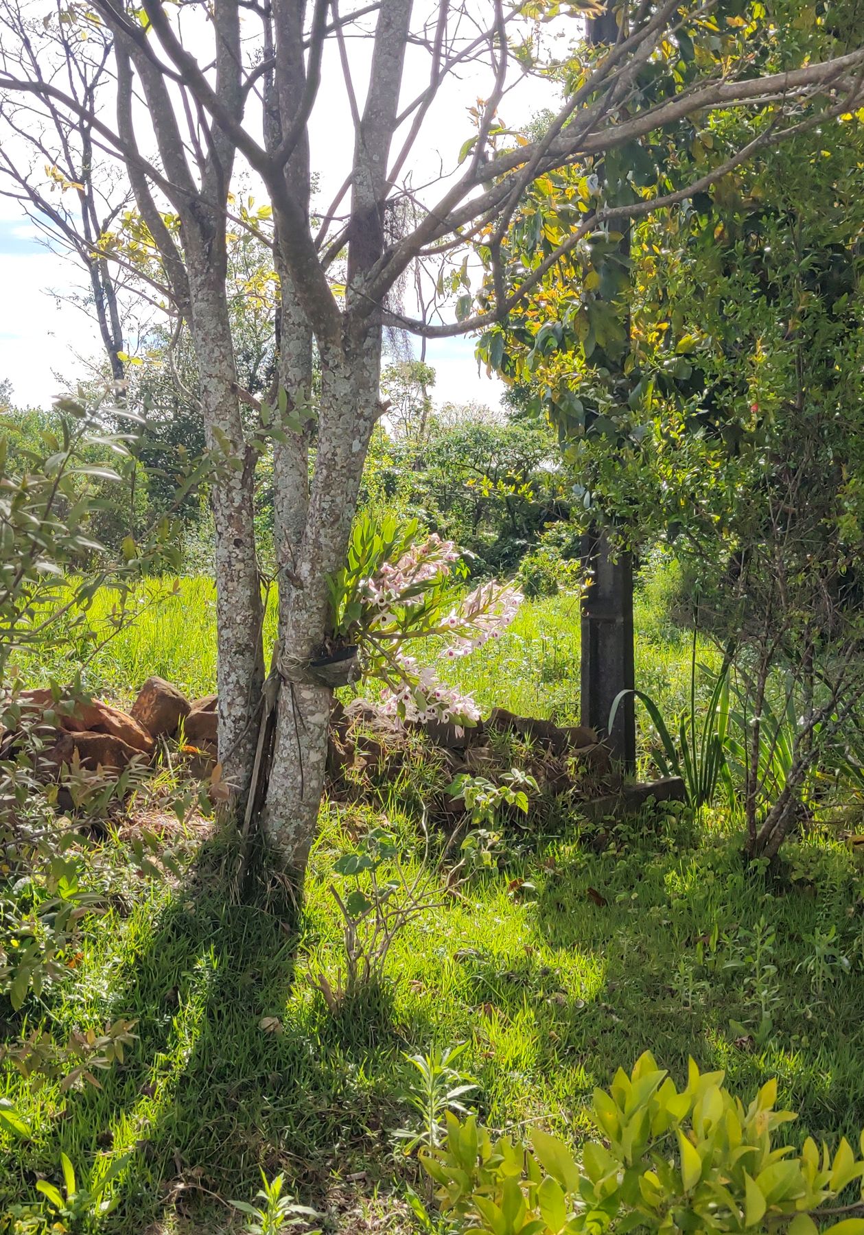 Pomar e área verde nos fundos